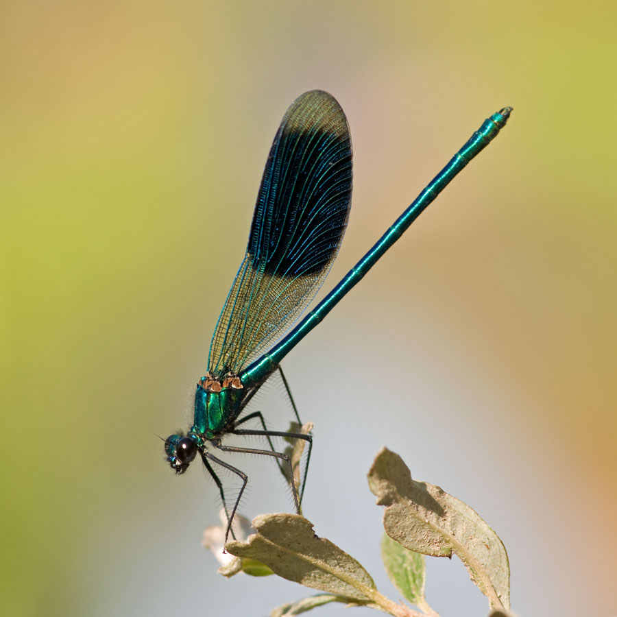 Calopteryx splendens